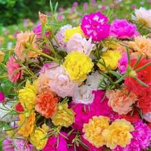 Sementes de flores - Ver 2