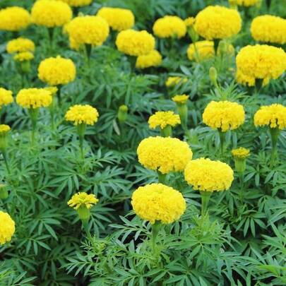 Flower Seeds