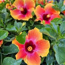 1000 plants d'hibiscus jaune-orange vivants, résistants, de 8 à 11 pouces, arbuste d'hibiscus pour jardin - sans graines - Voir 3