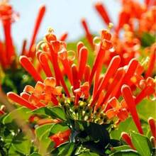 Flower Seeds - View 3