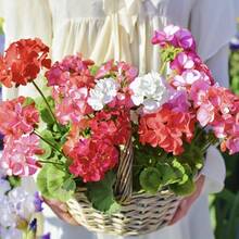 Plant Seeds - View 6