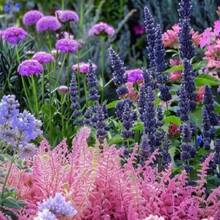 Plant Seeds - View 4