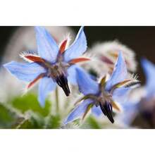 Flower Seeds - View 2