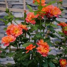 Semillas de plantas - Ver 1