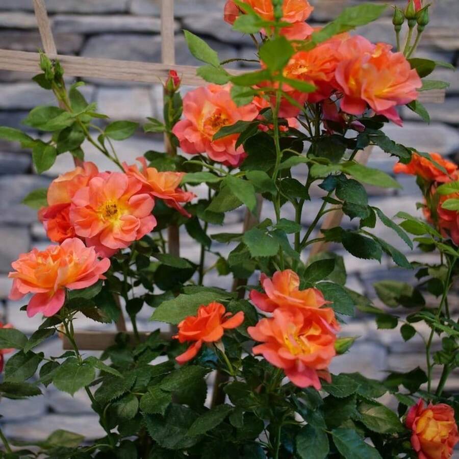 Semillas de plantas - Ver 1