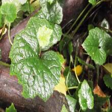 Flower Seeds - View 4
