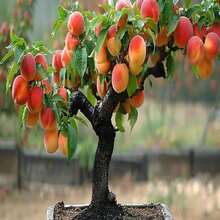 151 Dwarf Peach Tree - Seeds GMO Free Fruits Tree Seed For Small Gardens, Patios, Balconies - 151pcs - View 2