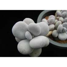 Seeds Pachyphytum Oviferum, Succulent, 10 Seeds - 變體1 - View 3