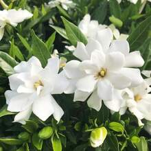 Blumensamen - Übersicht 2