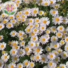 121 Graines de Conifère Mélangées - Graines de Fleur d'Echinacée, Plantes à Floraison Perenne, Graines de Conifère --- Chaque paquet est étiqueté avec le nom du produit. - Voir 4