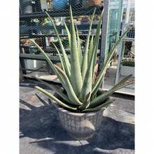 100Pcs Aloe Seeds Healthy Green Foliage For Home Potted Garden Decor - 100粒種子 - 查看 6