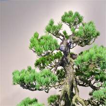 189 Japanese Potted Black Pine Tree Suitable For Gifts---Each Package With Products Name Label - 189pcs - View 2