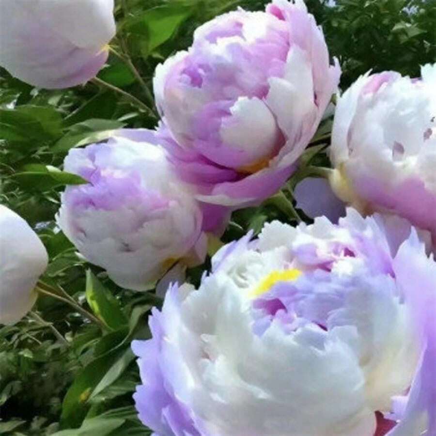 Semi di fiori - Visualizzare 1