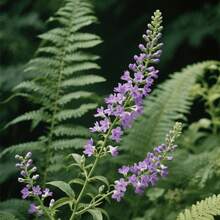 Flower Seeds - View 4