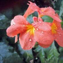 Seeds OrganicOrange Firecracker Flower Seeds (70) - Crossandra Infundibuliformis - 變體1 - 查看 6