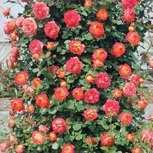 Flower Seeds - View 4