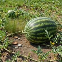Graines de pastèque de qualité supérieure, 300 pièces, fruit frais et savoureux, idéal pour la plantation sur balcon, dans la cour ou le jardin. - Voir 2