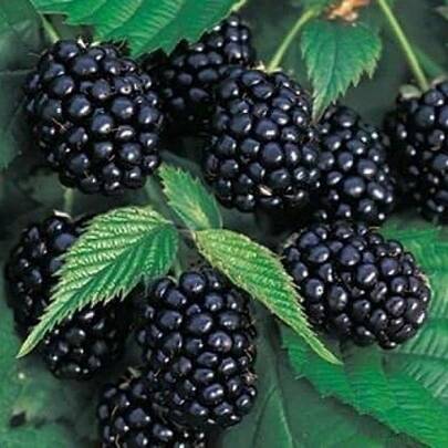 Plant Seeds