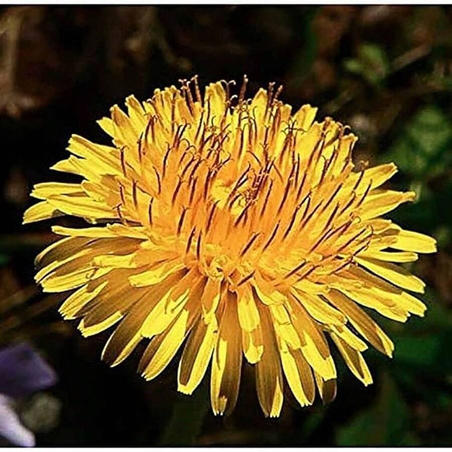 Semi di fiori - Visualizzare 1