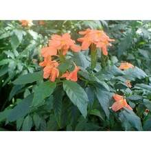 Seeds OrganicOrange Firecracker Flower Seeds (70) - Crossandra Infundibuliformis - 變體1 - 查看 3