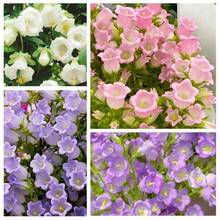 Sementes de flores - Ver 4