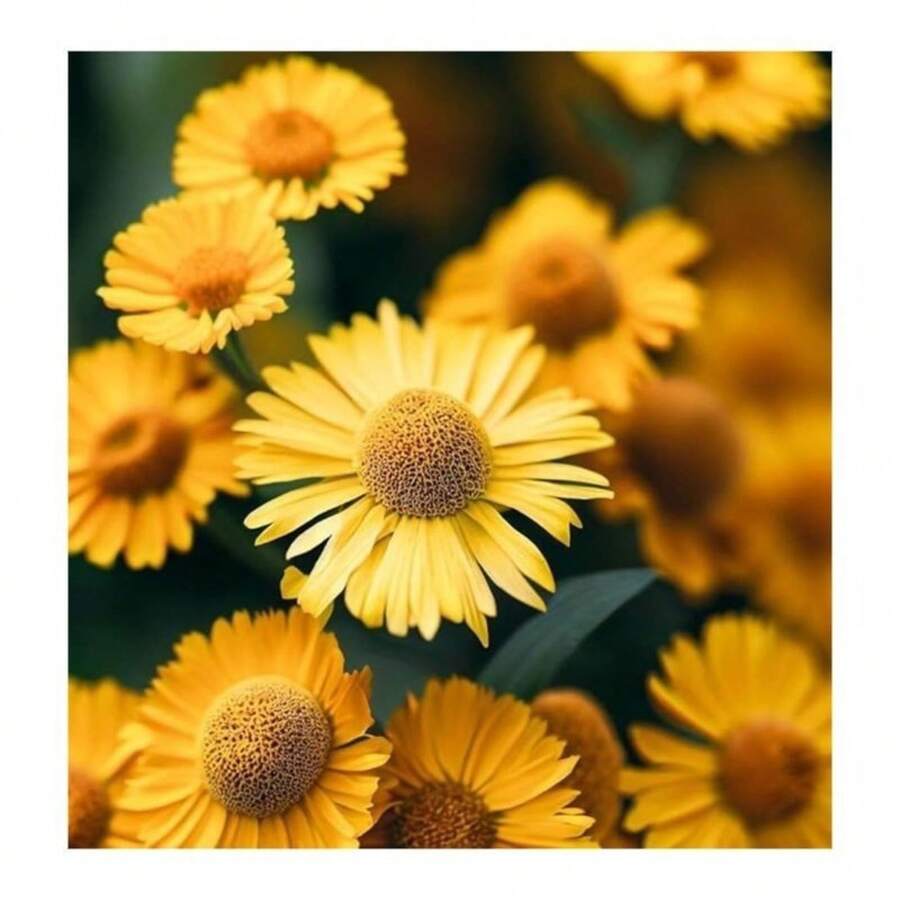 Semi di fiori - Visualizzare 1