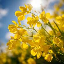Flower Seeds - View 4