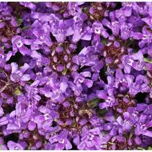 Flower Seeds - View 2