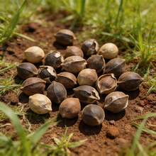 Flower Seeds - View 5