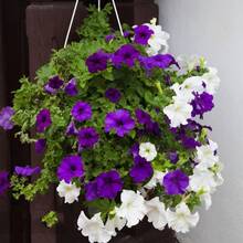 Flower Seeds - View 3