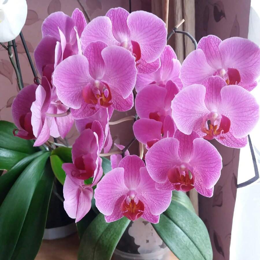 196 graines d'orchidées, faciles à cultiver dans les jardins extérieurs - Voir 1