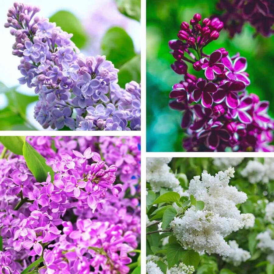 Semi di fiori - Visualizzare 1