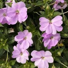 Flower Seeds - View 3