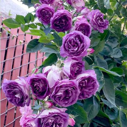165 graines de roses grimpantes de qualité supérieure - Arbustes de rosiers ornementaux luxuriants pour des treillis et des vignobles luxuriants, offrant des floraisons éclatantes et durables pour un jardin magnifique.