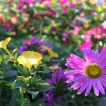 Flower Seeds - View 4