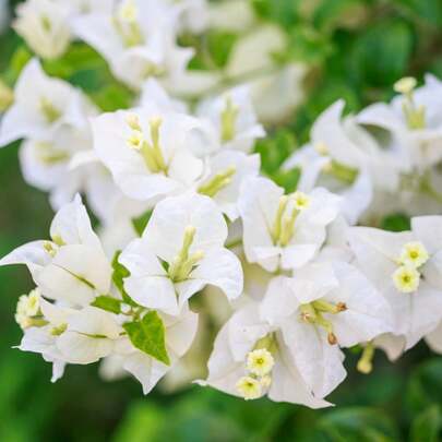 Flower Seeds