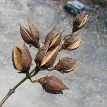 Flower Seeds - 查看 2