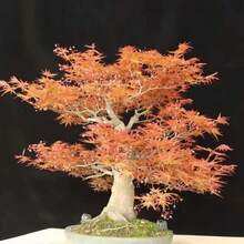 Flower Seeds - View 3