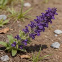 350Pcs Sage Seeds Multi-Use Aromatic Herb Beginner Friendly Perfect Gift For Plant & Cooking Lovers - 350 Seeds - View 5