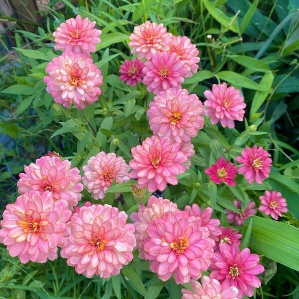 Flower Seeds