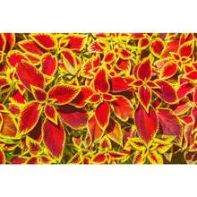 Flower Seeds - View 2