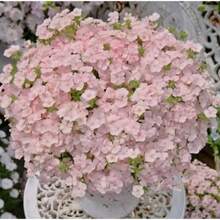 174 Pcs Cosmos Flower Seeds - Simple To Plant For A Stunning Garden - 174pcs - View 2