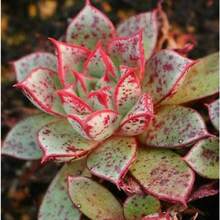 Flower Seeds - View 6