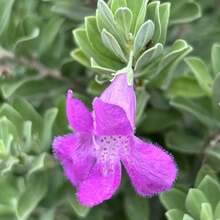 Flower Seeds - View 4