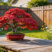 50 Graines d'Érable pour la Plantation, Érable Ornemental Vibrant, Beau Feuillage Automnal, Facile à Cultiver, Plante Vivace et Robuste pour Jardin, Balcon, Patio, Cour, Aménagement Paysager, Graines d'Érable Décoratives à Croissance Rapide - Voir 2