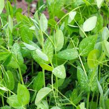 Plus de 100 plants de pois, graines de pois pour la plantation - Graines de pois, pousses de haricots, légumes verts, légumes de ferme - Voir 6
