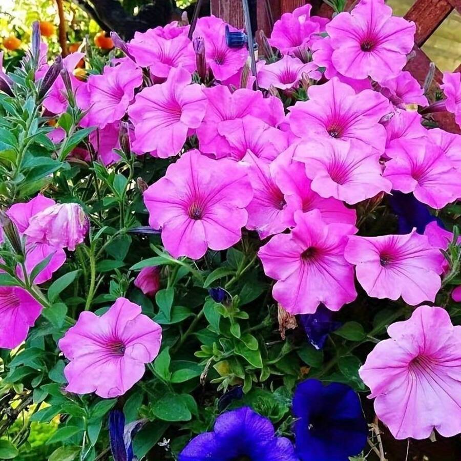 Sementes de flores - Ver 1