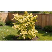 Flower Seeds - View 4