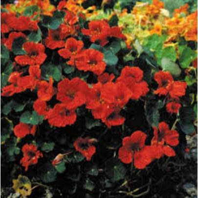 Plant Seeds
