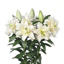Semi di fiori - Visualizzare 3